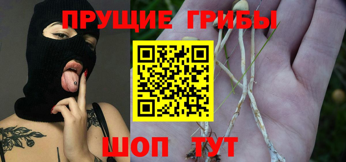 Галлюциногенные грибы Psilocybe Волхов